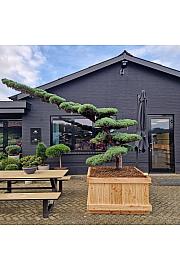 Pinus Pentaphylla Nr.3 v lesenem koritu 120x120 cm; 210 cm; Krošnja 150-330 cm cm Bonsai Japan