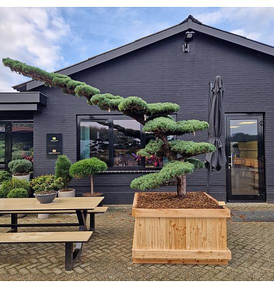 Pinus Pentaphylla Nr.3 v lesenem koritu 120x120 cm; 210 cm; Krošnja 150-330 cm cm Bonsai Japan