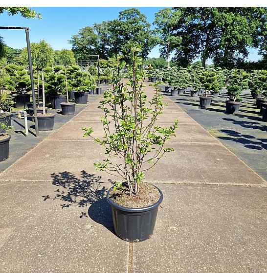 Magnolia Genie C65 Lit. 100-125 cm