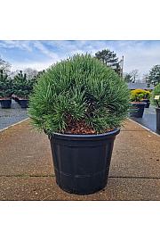 Pinus sylvestris Watereri C35 Lit. 50-60 cm
