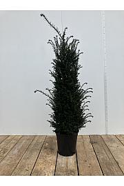 Taxus baccata C10 Lit. 120-140 cm
