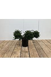 Taxus baccata Repandens C10 Lit. 25-40 cm Pon Pon 2 ball