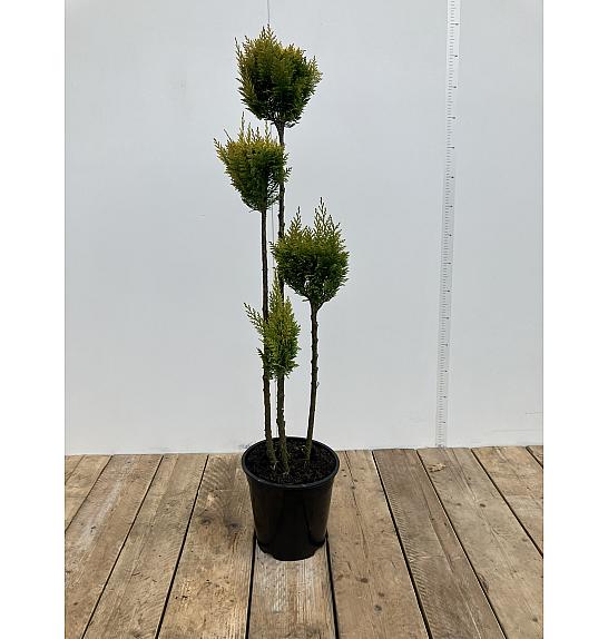 Chamaecyparis lawsoniana Ell Wood's Gold C10 Lit. 50-80 cm Multiball 3 ball