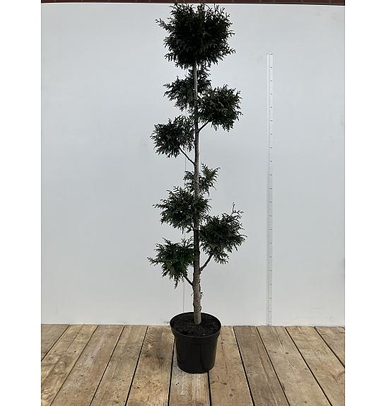 Thuja plicata Gelderland C10 Lit. 160-180 cm Pon pon
