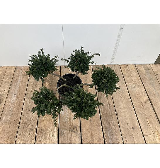 Taxus baccata Repandens C10 Lit. 25-40 cm Pon Pon 5 ball