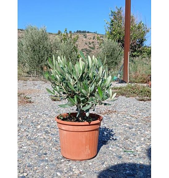 Olea europea Ø16 Bonsai