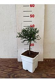 Citrus australasica Caviale Ø14x14 Na steblu 15 cm