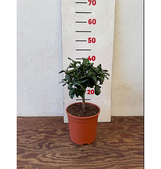 Citrus aurantifolia Lime Rosso Ø17 Na steblu 20 cm
