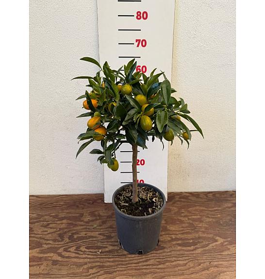 Citrus japonica Kumquat Ø18 Na steblu 20 cm