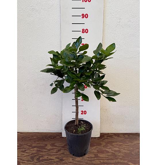 Citrus aurantifolia Ø18 Na steblu 20 cm