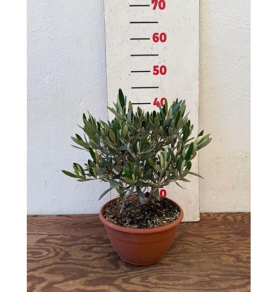 Olea europea Ø20 skleda 30-40 cm