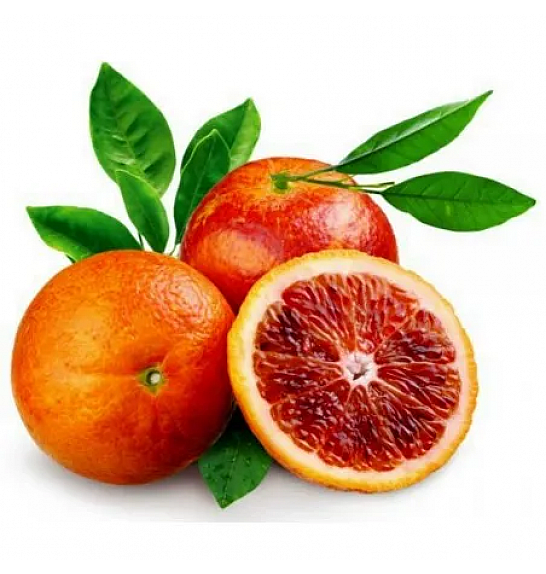 Citrus sinensis Moro Ø20 Na steblu 30 cm