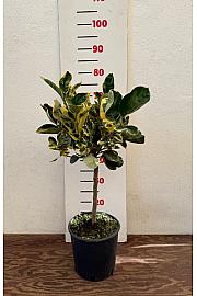 Citrus sinensis Variegata Ø20 Na steblu 30 cm