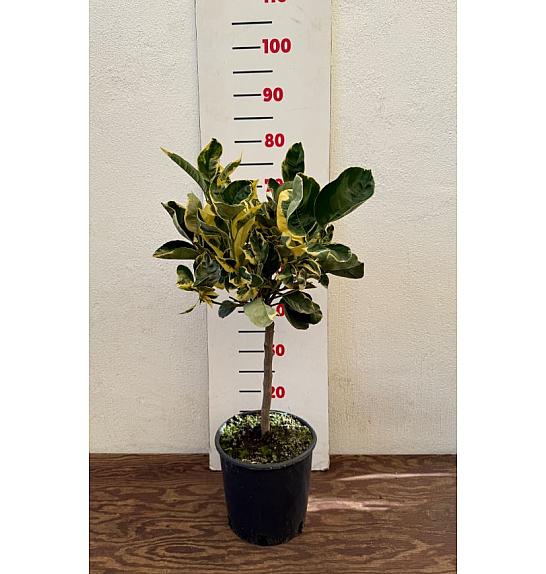 Citrus sinensis Variegata Ø20 Na steblu 30 cm