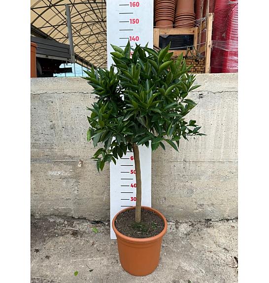 Citrus aurantium Clementina Ø30 Na steblu 50 cm