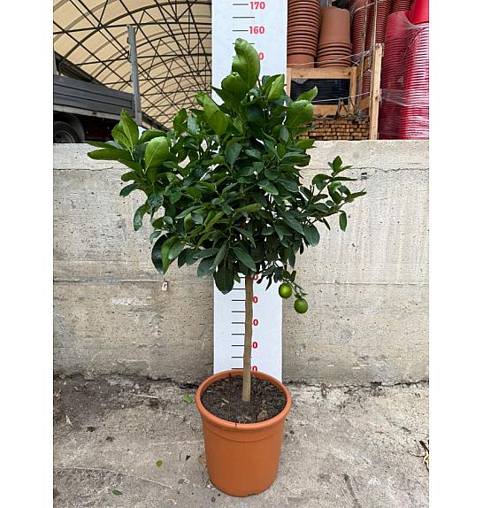Citrus aurantifolia Lime Verde Ø30 Na steblu 50 cm