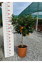 Citrus sinensis Limon Rosso Ø30 Na steblu 50 cm