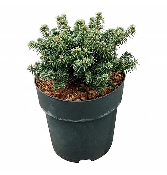 Abies balsamea Piccolo C4 Lit. 15-20 cm