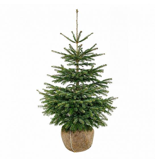 Abies nordmanniana bala 150-175 cm