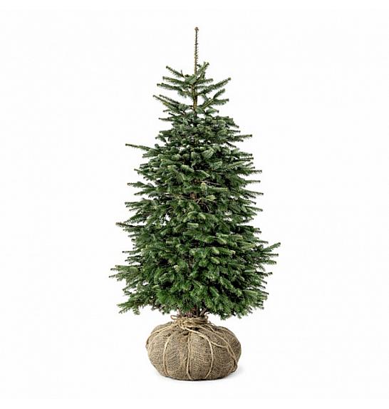 Abies nordmanniana bala 175-200 cm