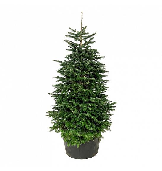 Abies nordmanniana C285 Lit. 225-250 cm