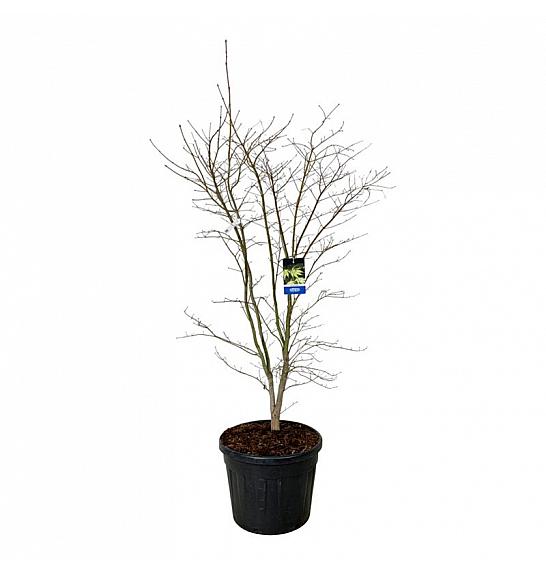 Acer pseudosieboldianum Arctic Jade® C90 Lit. 175-200 cm extra