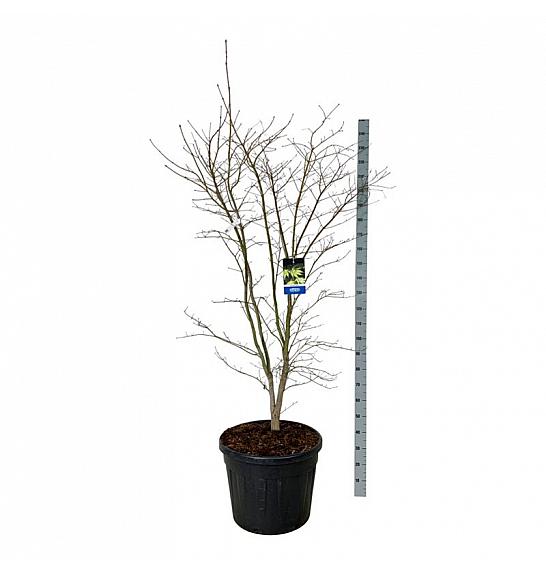 Acer pseudosieboldianum Arctic Jade® C90 Lit. 175-200 cm extra