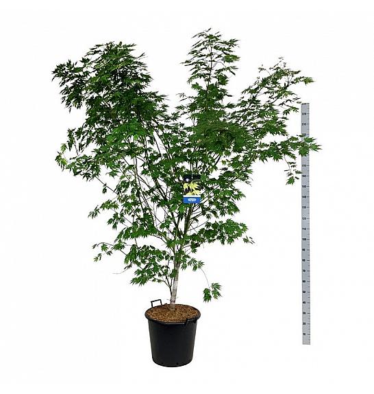 Acer pseudosieboldianum Arctic Jade® C55 Lit. 200-225 cm extra