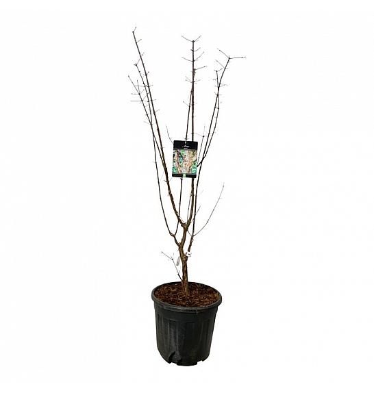 Acer griseum C30 Lit. 125-150 cm extra