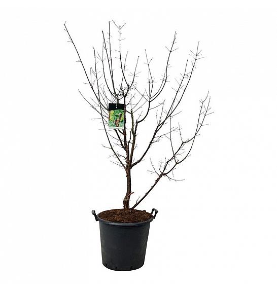 Acer griseum C55 Lit. 150-175 cm extra