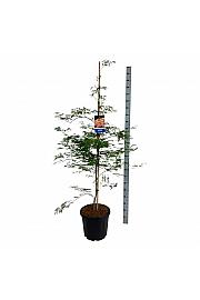 Acer pseudosieboldianum Ice Dragon® C30 Lit. 150-175 cm extra