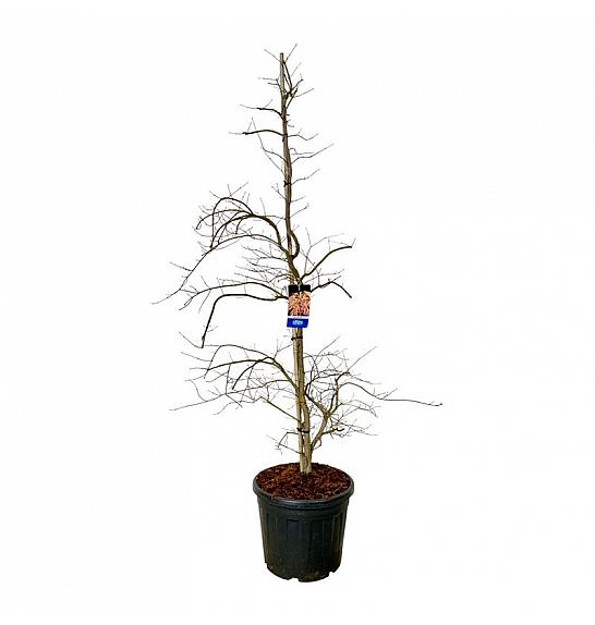 Acer pseudosieboldianum Ice Dragon® C55 Lit. 200-225 cm extra