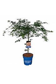 Acer pseudosieboldianum Ice Dragon® C15 Lit. 80-100 cm