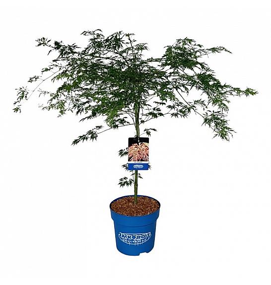 Acer pseudosieboldianum Ice Dragon® C15 Lit. 80-100 cm
