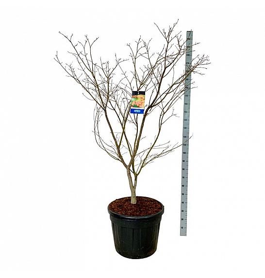 Acer pseudosieboldianum North Wind ® C90 Lit. 175-200 cm extra