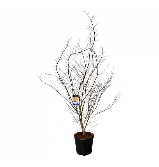 Acer pseudosieboldianum North Wind ® C55 Lit. 200-225 cm extra