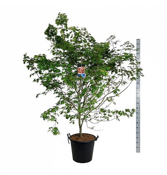 Acer pseudosieboldianum North Wind ® C55 Lit. 200-225 cm extra