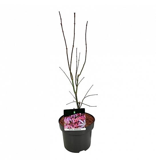 Acer palmatum Atropurpureum C4 Lit. 40-50 cm