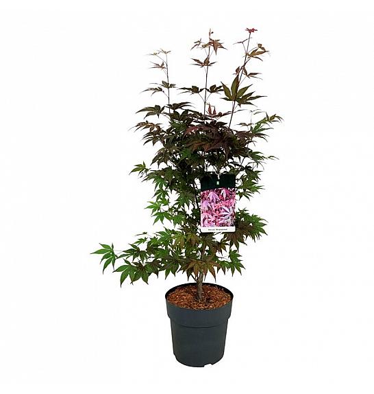 Acer palmatum Atropurpureum C10 Lit. 60-80 cm