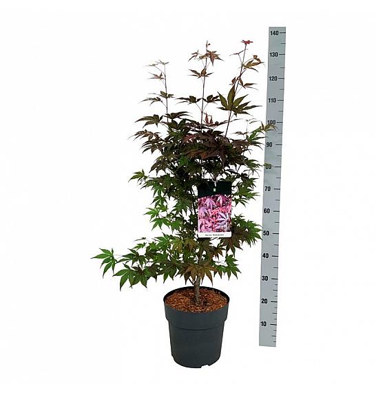 Acer palmatum Atropurpureum C10 Lit. 60-80 cm