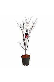 Acer palmatum Bloodgood C14 Lit. 100-125 cm
