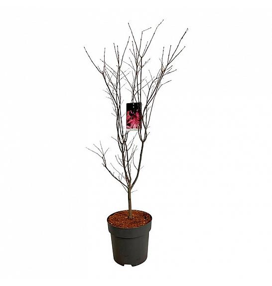 Acer palmatum Bloodgood C14 Lit. 100-125 cm
