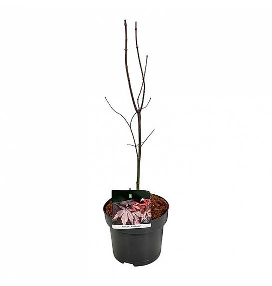 Acer palmatum Bloodgood C4 Lit. 40-50 cm