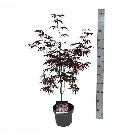Acer palmatum Bloodgood C4 Lit. 50-60 cm