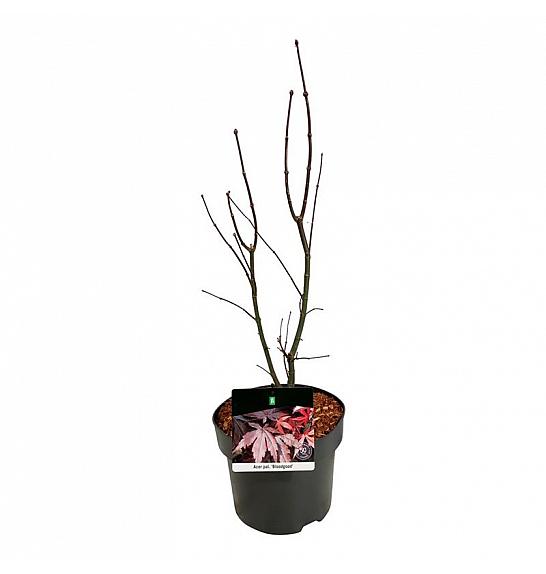 Acer palmatum Bloodgood C5 Lit. 50-60 cm