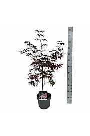 Acer palmatum Bloodgood C5 Lit. 50-60 cm