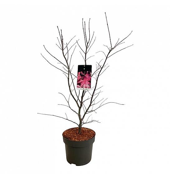 Acer palmatum Bloodgood C10 Lit. 80-100 cm
