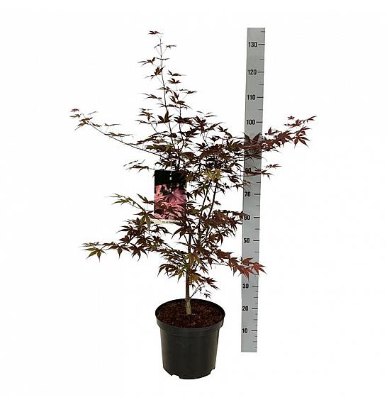 Acer palmatum Bloodgood C10 Lit. 80-100 cm
