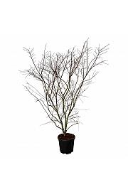 Acer palmatum Brown Sugar C55 Lit. 175-200 cm extra