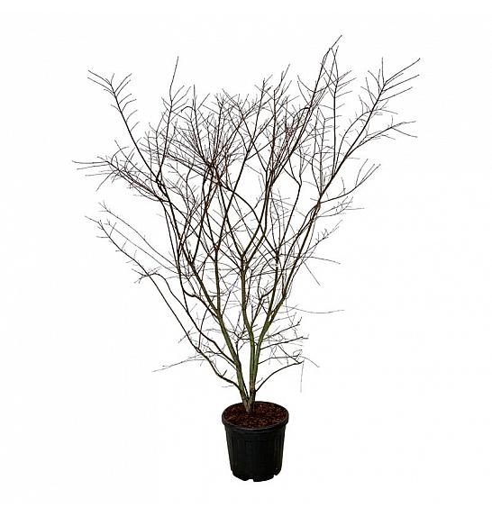 Acer palmatum Brown Sugar C55 Lit. 175-200 cm extra